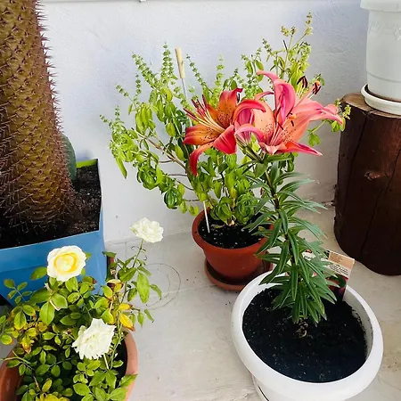 Bed & Breakfast Casa Ohana 3*