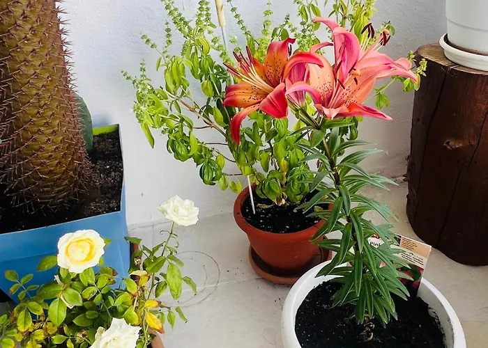 Alojamento de Acomodação e Pequeno-almoço Casa Ohana 3*